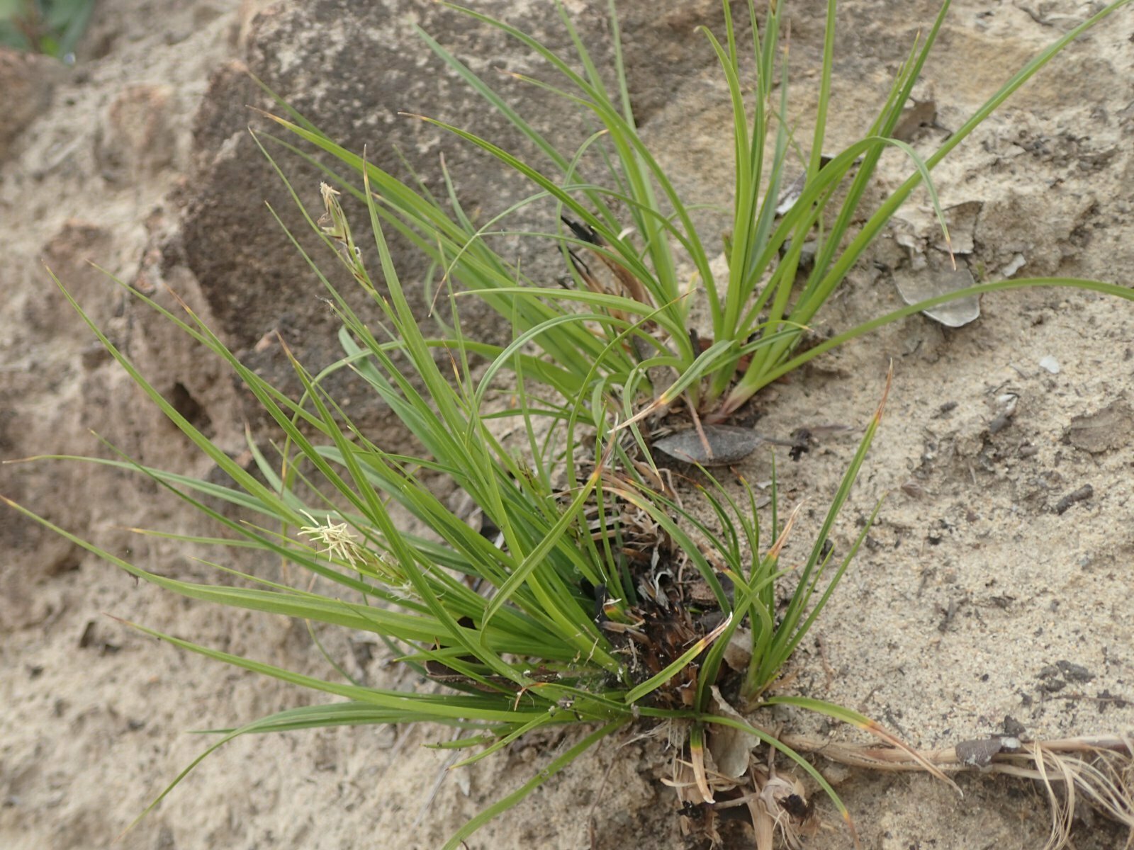 High Resolution Carex globosa Plant